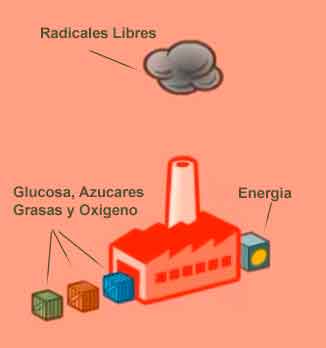 la mitocondria como una fabrica